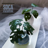 SDCA手捏擴香石盆栽證書課程