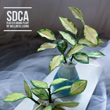 SDCA手捏擴香石盆栽證書課程